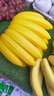 暢印 15頭塑料香蕉模型仿真香蕉假水果裝飾品擺件道具模型香蕉串 15頭香蕉 曬單實(shí)拍圖