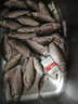 盈龍 蛋奶香精鯽魚(yú)鯉魚(yú)餌料窩料小藥黑坑野釣添加劑競技釣魚(yú)用品垂釣餌料 蛋奶香精500g 曬單實(shí)拍圖