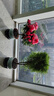 開時(shí)果 金柏樹苗側(cè)柏盆栽植物 香松小綠植好養(yǎng)四季常青盆景源頭直發(fā)包郵 粉青617瓷盆+復(fù)古底托(30-35cm) 加享 肥料 曬單實(shí)拍圖