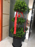 仙植緣【同城配送】搖錢樹金錢榕三層榕綠植大型盆栽陽臺觀葉植物 搖錢樹（黑瓷盆）約1.7米 曬單實(shí)拍圖