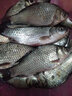 富源百川帝道秦鯽魚(yú)竿37超輕超細28調19臺釣竿高碳魚(yú)桿手桿野釣鯽魚(yú)桿綜合 4.8m 秦鯽19調 曬單實(shí)拍圖