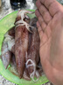 海鮮頌冷凍筆管魚小海兔 墨斗生鮮火鍋燒烤健康輕食材 東山小管海鮮水產(chǎn) 母管 400g(凈重) 曬單實拍圖