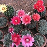 納格蘭緋花玉開(kāi)花仙人類(lèi)稀有多肉花卉盆栽易活 2 9緋花玉直徑5--8厘米 含盆 曬單實(shí)拍圖