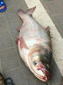 小人魚（XIAORENYU） 自配鰱魚餌料 花白鰱大頭濃香魚食酸酵鰱浮釣狂釣鰱鳙 發(fā)酵型 酵香型600克 曬單實(shí)拍圖