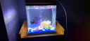 SARYOR 小型鱼缸高清玻璃生态内置过滤器水族箱金鱼龟缸虾缸 238珊瑚套餐 晒单实拍图