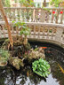 博宇（BOYU）SPF魚(yú)池大流量水泵底濾大型魚(yú)缸潛泵抽水泵噴泵戶外園藝高流量 SPF-10000水陸兩用 曬單實(shí)拍圖