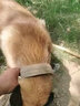 DidogPet狗項圈大型犬狗脖圈中型犬訓練戶(hù)外猛犬寵物項圈彈力繩狗繩牽引繩 黑色項圈 XL-建議體重65-100斤 曬單實(shí)拍圖