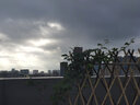 OEMG伸縮竹籬笆竹子柵欄圍欄戶(hù)外庭院菜園護欄圍墻花園竹片竹拉網(wǎng) 青竹高150*長(cháng)180.兩片起帶立柱 曬單實(shí)拍圖