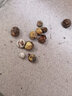 花俊山茶花種籽花卉種子花木種子林木種子盆栽山茶花樹四季易種種籽 山茶花伊麗莎白30粒+肥 曬單實(shí)拍圖