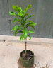 【帶營(yíng)養杯發(fā)貨】冬蜜黃晶果樹(shù)果苗盆栽四季種植苗當年結果嫁接苗 黃晶果6號 高度(40-50cm)嫁接苗 杯苗發(fā)貨 曬單實(shí)拍圖