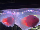 樂淘逸寵血紅鸚鵡魚活體發(fā)財(cái)魚財(cái)神魚大型熱帶觀賞魚淡水好養(yǎng) 16-18cm紅鸚鵡3條發(fā)順豐 曬單實(shí)拍圖