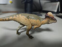 PNSO腫頭龍奧斯汀恐龍大王成長(cháng)陪伴模型46 曬單實(shí)拍圖