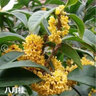 亞招 桂花苗 嫁接桂花樹(shù)苗 桂花盆栽 地栽苗 金桂 3年苗 曬單實(shí)拍圖