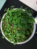 室內盆栽花卉綠植套金錢(qián)草水培植物 盆栽銅錢(qián)草 銅錢(qián)草200棵 不含盆 曬單實(shí)拍圖