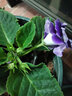 大巖桐重瓣盆栽四季開花富貴芙蓉花帶花六雪尼陽(yáng)臺(tái)客廳窗臺(tái) 紫色 曬單實(shí)拍圖