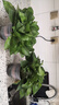 櫻霞【順豐上門】綠蘿盆栽室內(nèi)植物花卉家用綠植水培長藤垂吊大盆綠籮 180#綠加侖吸水2盆裝+2肥 曬單實拍圖