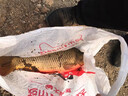 漁視寶 可視魚桿 水下高清攝像頭 探魚器 可視 高清 全套 5寸防水屏金屬輪+4.5米桿 曬單實(shí)拍圖