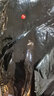 妍莉芬（yanlifen）法式連衣裙女裝2025秋裝新款西裝網(wǎng)紗吊帶裙套裝女小香風(fēng)黑裙子 黑色套裝 M 建議90-100斤 曬單實(shí)拍圖