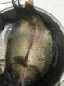 卸力線組斑點釣魚線套裝全套主線正品綁好超強拉力鯽魚主線組成品 3.6米卸力子線夾(單迷彩鉛 3卷裝) 0.8# 曬單實拍圖