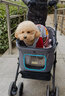 依比呀呀（ibiyaya）臺(tái)灣狗狗推車中小型犬貴賓比熊拖車可折疊貓狗推車外出用具FS1617 石墨灰 曬單實(shí)拍圖