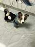 嬉皮狗（hipidog）四腳背帶小狗狗衣服冬季加厚小型幼犬雪納瑞比熊寵物泰迪冬款冬天 格紋牛仔 XS（建議體重1-3斤） 曬單實(shí)拍圖