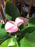 孫凱（SUNKAI）水培 紅掌白掌 粉掌 如意 銀皇后萬(wàn)年青 鐵蘭 園藝桌面盆栽 紅掌水培 曬單實(shí)拍圖