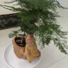 京云夢(mèng)金錢樹盆栽植物花卉客廳喬遷新居植物40-50青色財(cái)源滾滾源頭直發(fā) 曬單實(shí)拍圖