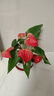 惜林園紅掌盆栽一帆風(fēng)順花卉植物室內(nèi)好養(yǎng)水培綠植鴻運(yùn)當(dāng)頭 特級(jí)紅掌+鳥(niǎo)語(yǔ)花香陶瓷盆 帶盆發(fā)貨 曬單實(shí)拍圖
