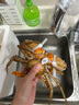 【活蟹】掌昕鮮三門青蟹 全母蟹（6-7兩/只）3只 生鮮活螃蟹海鮮水產(chǎn)送禮品盒源頭直發(fā) 曬單實(shí)拍圖