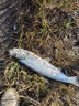 甲米島快意江湖鯽窩鯉窩升級(jí)版散炮曾大盆野釣魚(yú)餌料麝香酒肥水鯉曾小藥 曾大盆黑坑鯽魚(yú)配方 曬單實(shí)拍圖