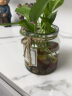 九月生玻璃小花瓶插花摆件仿真花干花水培水养植物容器绿萝透明玻璃瓶 实拍图