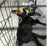 鼎鑫中華墨界黑狼犬專用狗糧40斤裝大包裝飼料成犬糧幼犬糧黑狼通用型 精品滋補糧40斤/成犬糧 曬單實拍圖