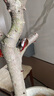 花城水調(diào)黑金剛橡皮樹客廳綠植大盆栽造型室內(nèi)四季好養(yǎng)辦公室陽(yáng)臺(tái)大型綠植 橡皮樹1.7-1.9m+豎紋高水泥盆 曬單實(shí)拍圖
