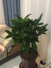 瑰瑋大型綠植發(fā)財樹(shù)天堂鳥(niǎo)龜背竹散尾葵平安樹(shù)花卉室內辦公室客廳開(kāi)業(yè) 平安樹(shù)（原盆）高約60-70厘米 曬單實(shí)拍圖
