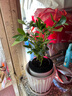 鴨腳木盆栽綠蘿籮花卉植物室內(nèi)花水培綠植多肉好養(yǎng)發(fā)財(cái)樹(shù)吸除甲醛 鴨腳木25-30cm+【懶人盆】 含盆 曬單實(shí)拍圖