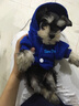 秋冬裝狗衣服 小寵物 泰迪狗狗衣服 小型犬 春夏裝幼犬衣服 前腳雙腳衣服 萌寵服裝 小犬外套 貓外套 帶帽狗深藍 XS適合背長16cm胸圍27cm體重1-2斤 曬單實拍圖