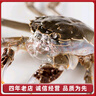 【活蟹】網(wǎng)兜蟹遼寧盤錦河蟹稻田河蟹禮盒六月黃大螃蟹鮮活大閘蟹 六月黃1.2-1.4兩【4斤】29-34只 曬單實拍圖