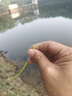 千峰劍（QIANFENGJIAN）海竿套裝釣魚竿裝備全套一套超輕魚竿海桿拋竿磯竿遠投竿品牌漁具 3.6m 【3套】14軸7000型漁輪套裝 曬單實拍圖