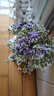 掬涵 滿(mǎn)天星仿真花藝套裝花束手捧花綠植裝飾婚禮造景清新禮物插花 滿(mǎn)天星束(紫)（高29cm) 曬單實(shí)拍圖