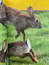 National Geographic Kids Pre-Readers 美國(guó)國(guó)家地理分級(jí)閱讀起步階段 英文原版繪本NationalGeographic 3-6歲兒童少兒英語(yǔ) 曬單實(shí)拍圖