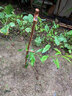 正宗四川脫骨青脆蜂糖李子樹(shù)苗蜂蜜果樹(shù)樹(shù)苗盆栽植物苗木水果樹(shù)苗 蜂糖李嫁接苗 5年苗 曬單實(shí)拍圖