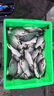 盈龍 拉餌腥香鯽餌料鯽魚(yú)鯉魚(yú)鰱鳙草魚(yú)小藥野釣黑坑競技釣自配魚(yú)餌搓餌 腥香鯽-拉餌+鯽魚(yú)小藥 曬單實(shí)拍圖