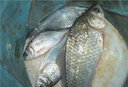 川澤路滑磯竿滑漂釣組套裝日夜兩用遠(yuǎn)投夜光浮漂線組成品魚漂套裝 3.0#路滑線組+PC02-2三角尾鉛8克 日夜兩用不變色 曬單實(shí)拍圖