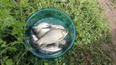 勝丸釣魚刻度鉛皮卷環(huán)保克度鉛10枚加厚裝臺釣競技鉛漁具垂釣用品 【寬5mm】厚0.5mm（10枚） 曬單實拍圖