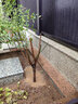 紅梅花樹苗盆栽庭院地栽濃香梅花苗花卉植物臘梅室內(nèi)外耐寒綠植盆景 朱砂梅主桿粗2厘米，苗總高60厘米左右 不含盆 曬單實(shí)拍圖