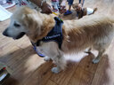 TRUELOVE狗狗牽引中大型犬金毛背心式胸背帶K9馬鞍式不含遛狗繩子拉布拉多 黑色（不含牽引繩） 2XL-胸圍82-115cm建議40-70kg 曬單實(shí)拍圖