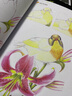 經(jīng)典全集 《彩鉛花鳥》繪畫入門教程書超寫實手繪花卉植物草臨摹畫冊花之繪成人0零基礎(chǔ)自學(xué)教材 楊建飛主 曬單實拍圖