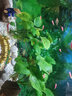 云峰海瑞 熱帶魚(yú) 觀(guān)賞魚(yú)燈科魚(yú) 觀(guān)賞魚(yú)小型淡水魚(yú)草缸群游 熱帶魚(yú)活體 正三角燈魚(yú) 8+2備損 共10條 曬單實(shí)拍圖