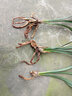 蘭花苗大花蕙蘭墨蘭 虎頭蘭當(dāng)年開(kāi)花大花惠蘭春蘭苗盆栽室內(nèi)陽(yáng)臺(tái)桌面花卉 黃淳水晶 曬單實(shí)拍圖