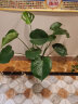 盆栽花卉绿植办公室红掌室内盆栽盆景大型绿植 龟背竹 含盆栽好发货整体高度都在40厘米以上 实拍图